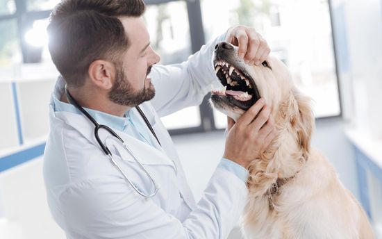 Болезни полости рта у кошек и собак