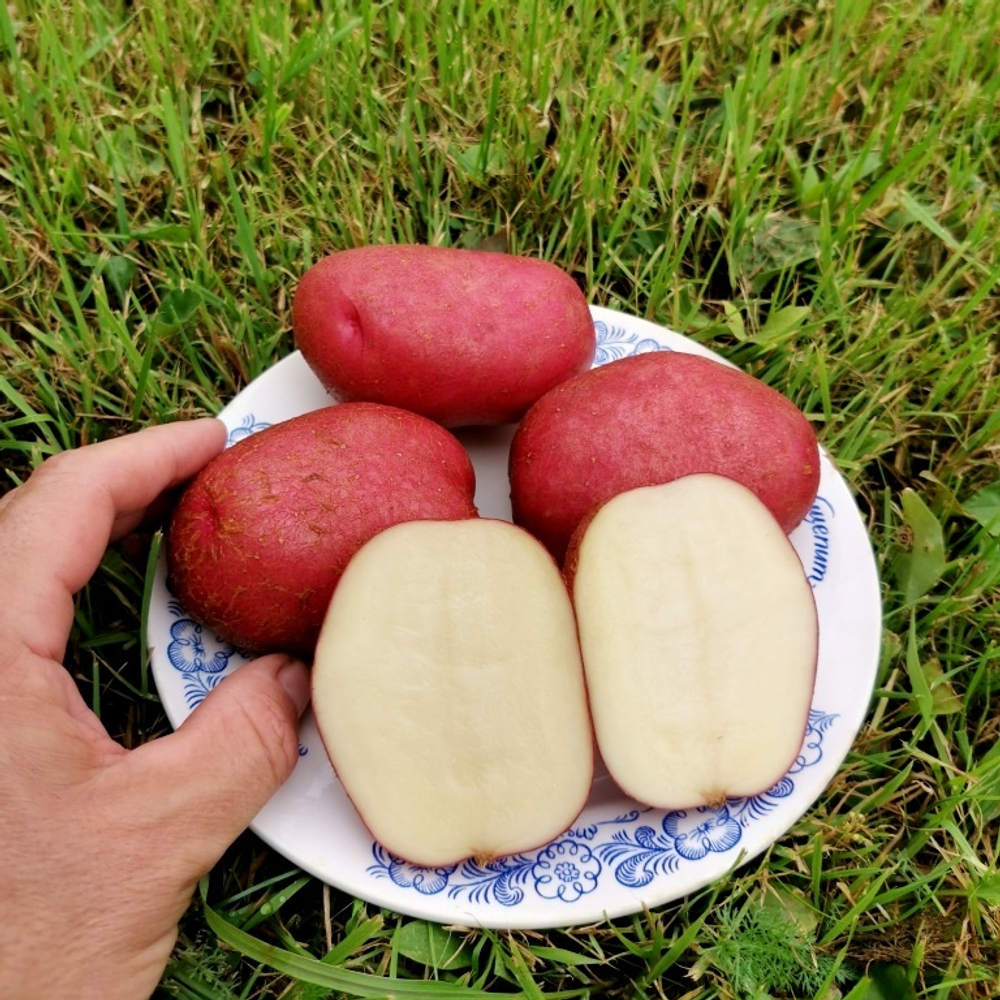 10 КЛУБНЕЙ картофеля Старый Кардинал