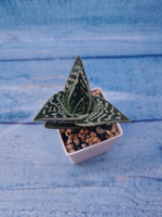 Aloe Variagata