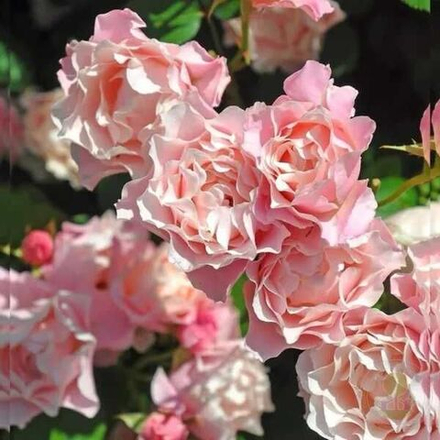 Роза чайно-гибридная Дафна С6