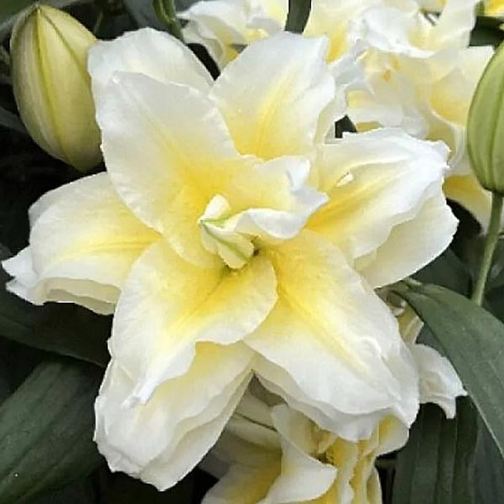 Лилия Розелили Людвина луковица март 2026