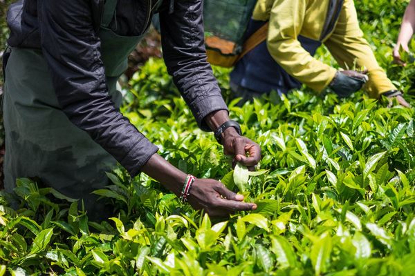 Как выращивают чай в Кении
