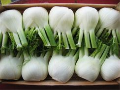 РОНДО F1 семена фенхеля (Bejo | Alexagro)