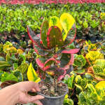 Кротон DAENG MONGKOL