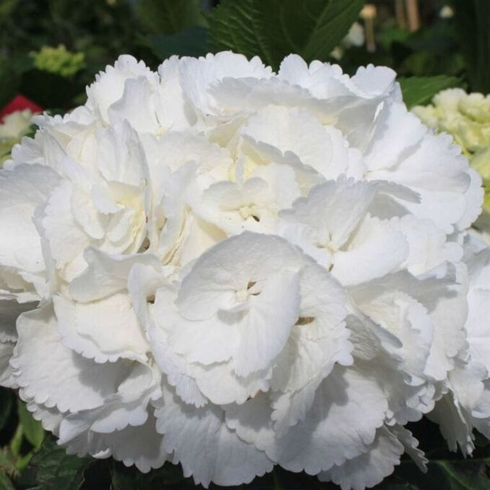 Saxon Snowball/Саксон Сноубол/ (Шниибол) (Стандарт поставки Р9)2025г.