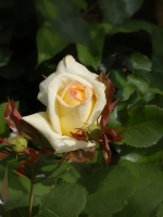 Роза чайно-гибридная Голден Тауэр