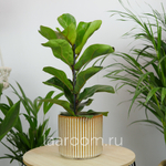 Фикус Лирата Бамбино 12/35