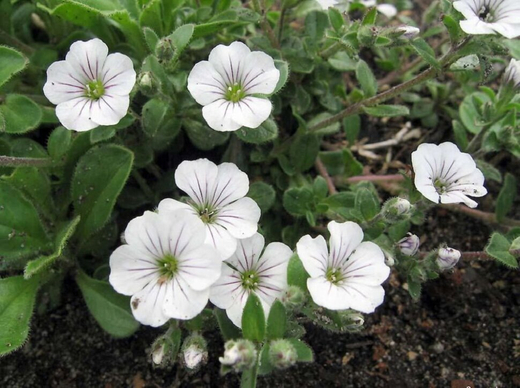 Гипсофила ясколковидная Р9 Закупка М36 получение май-июнь 2026