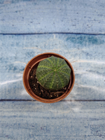 Euphoria Obesa (Эуфорбия)