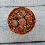 Lithops sp. (Литопсы)