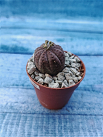 Euphoria Obesa (Эуфорбия)