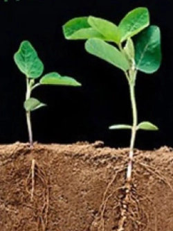 Циркон – 2 пакета