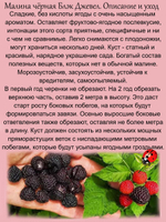 Малина Блэк Джевел черная
