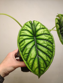 Алоказия Шкура Дракона (Alocasia Dragon Scale)