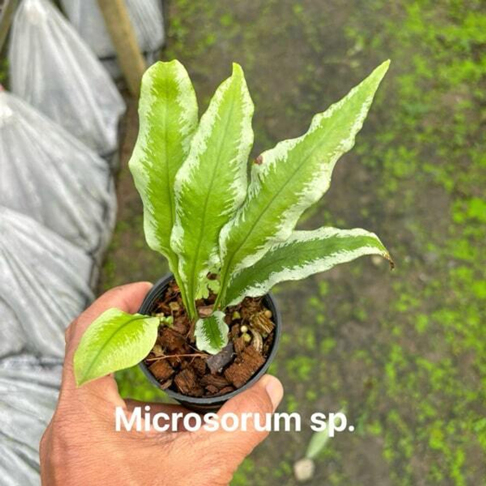 Микросорум M.COLYSIS