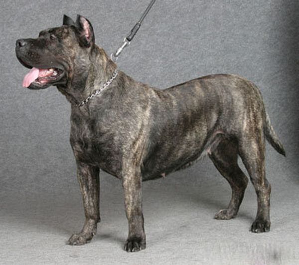 Пресо канарио(канарский дог) Пресо канарио(канарский дог)