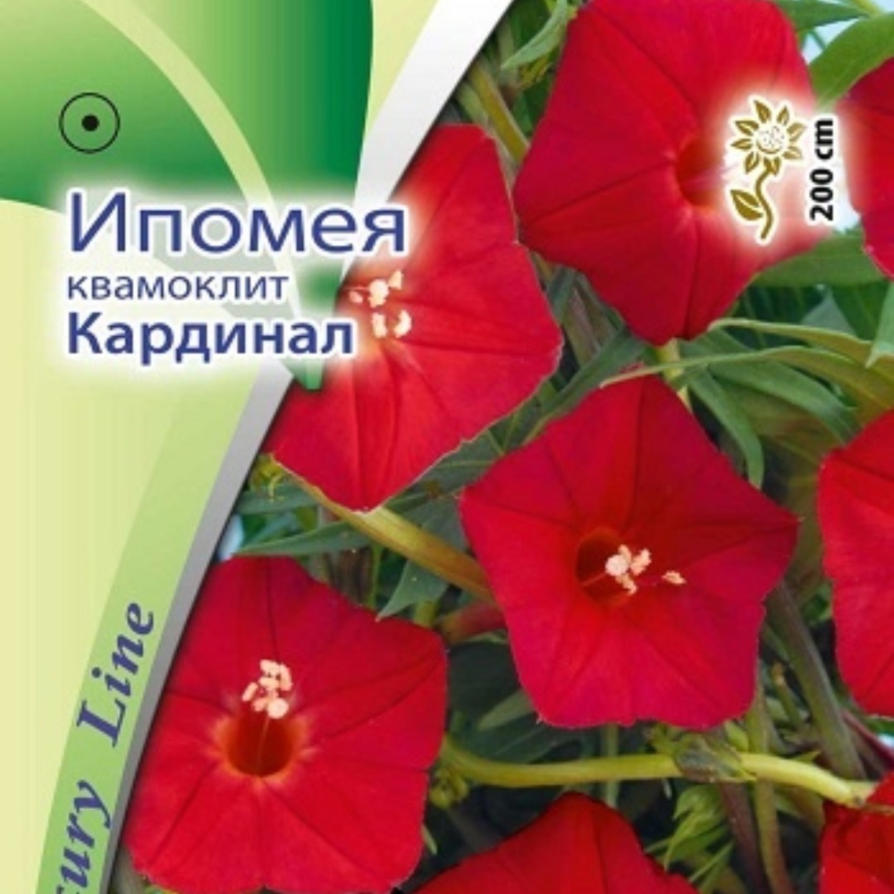 Ипомея Квамоклит Кардинал