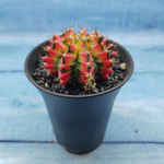 Gymnocalycium Variegata (Гимнокалициум Вариегатный)
