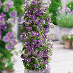 Клематис "Тайга"