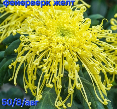 САЖЕНЦЫ ХРИЗАНТЕМЫ ГОРШЕЧНОЙ ФЕЙЕРВЕРК ЖЕЛТАЯ № 4