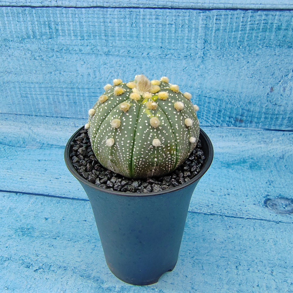 Astrophytum Asterias (Астрофитум)