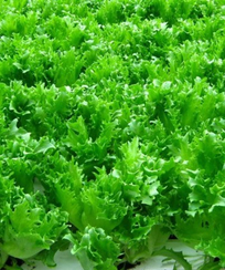 СВ 3035 ЛФ семена салата листового (Seminis / Семинис)