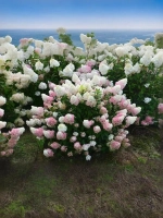 Гортензия метельчатая Сандей Фрейз