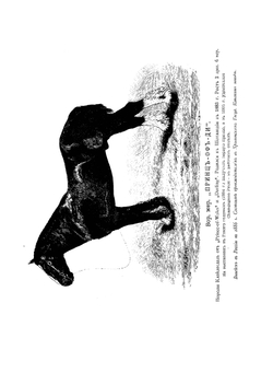 Книга о лошади. Том 1. Настольная книга для каждого владельца и любителя лошади. Графа К. Г. Врангеля | К. Врангель