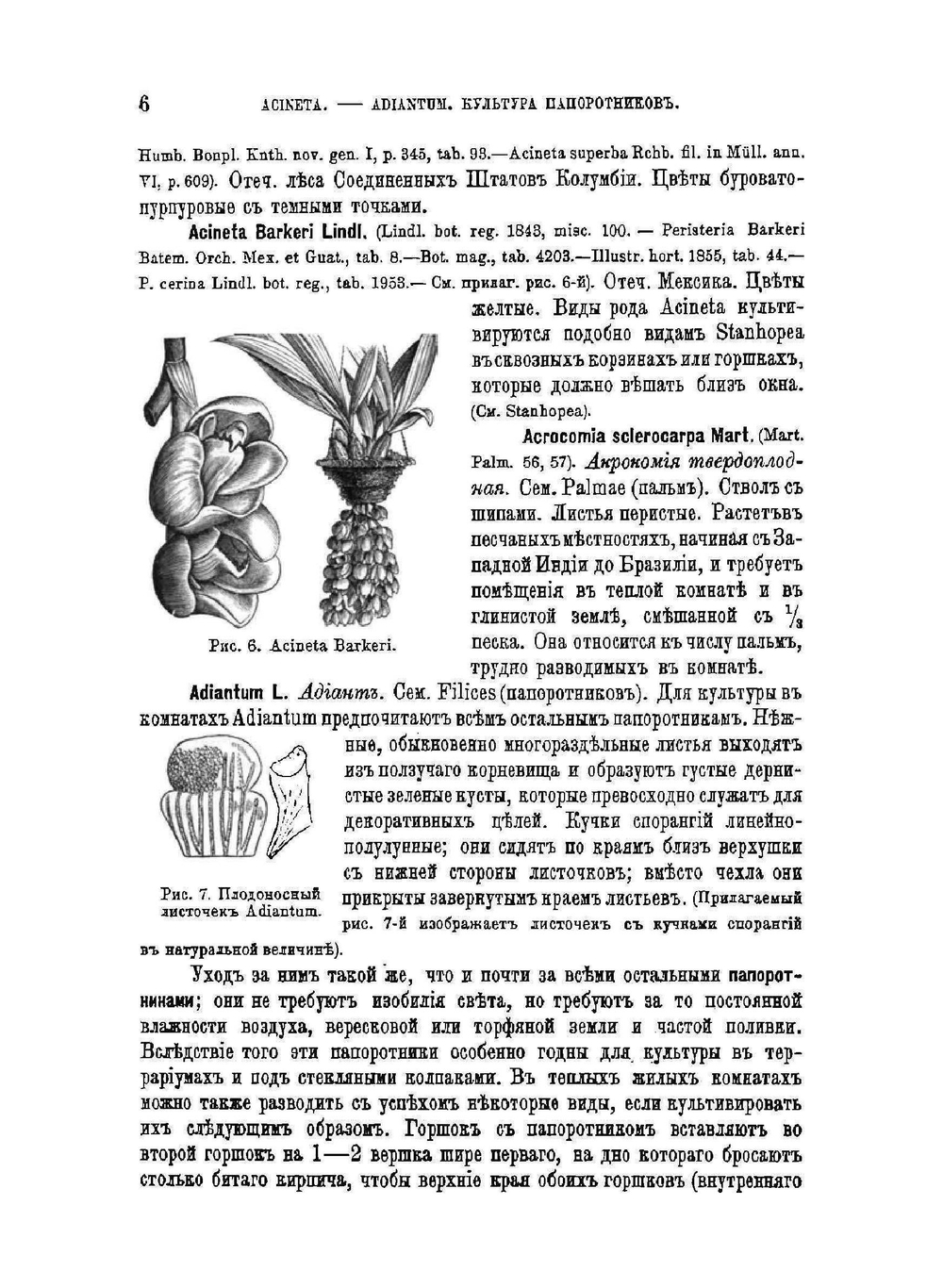 Содержание и воспитание растений в комнатах. Часть 2. Выпуск 1 | Э.Л. Регель