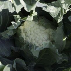 КАСПЕР РЗ F1 семена капусты цветной (Rijk Zwaan | Alexagro)