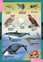 Комплект таблиц "Окружающий мир 2 кл."; 15 таблиц