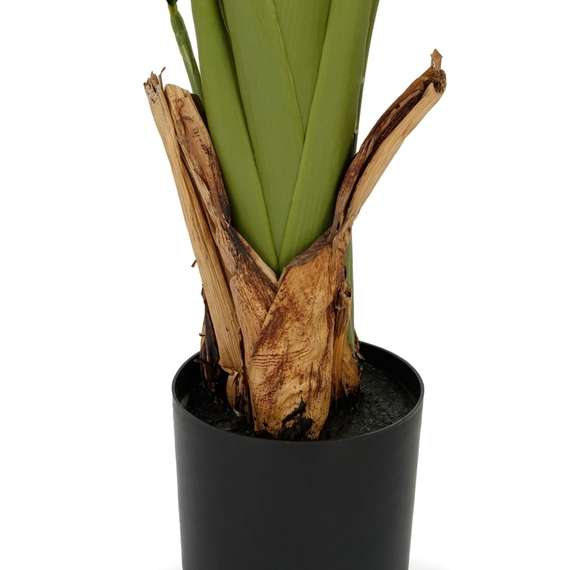 Банановое дерево высота 210