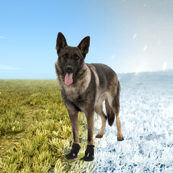 Ботинки для собак Walker Active, 2 шт. Trixie