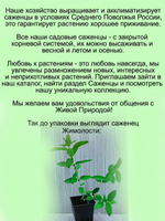 Жимолость Ленинградский великан