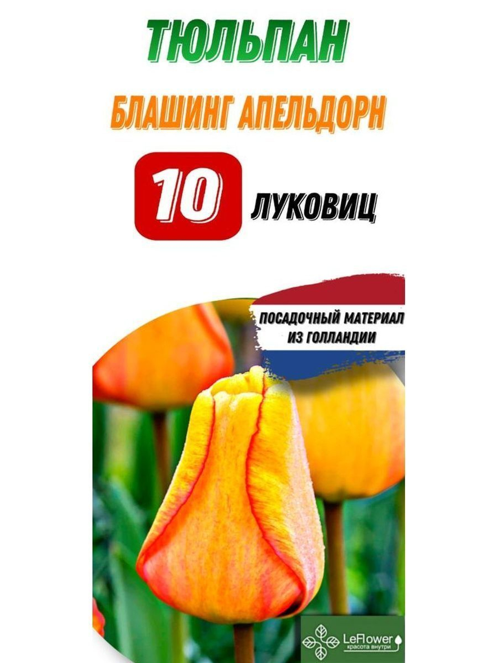 Тюльпан Луковица, Блашинг Апельдорн, 10шт