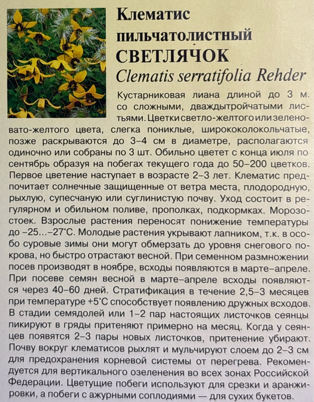 Клематис Светлячок (пильчатолистный) 0,05 г СМЦ-730