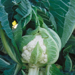 Фарадей F1 семена капусты цветной (Syngenta / Сингента)