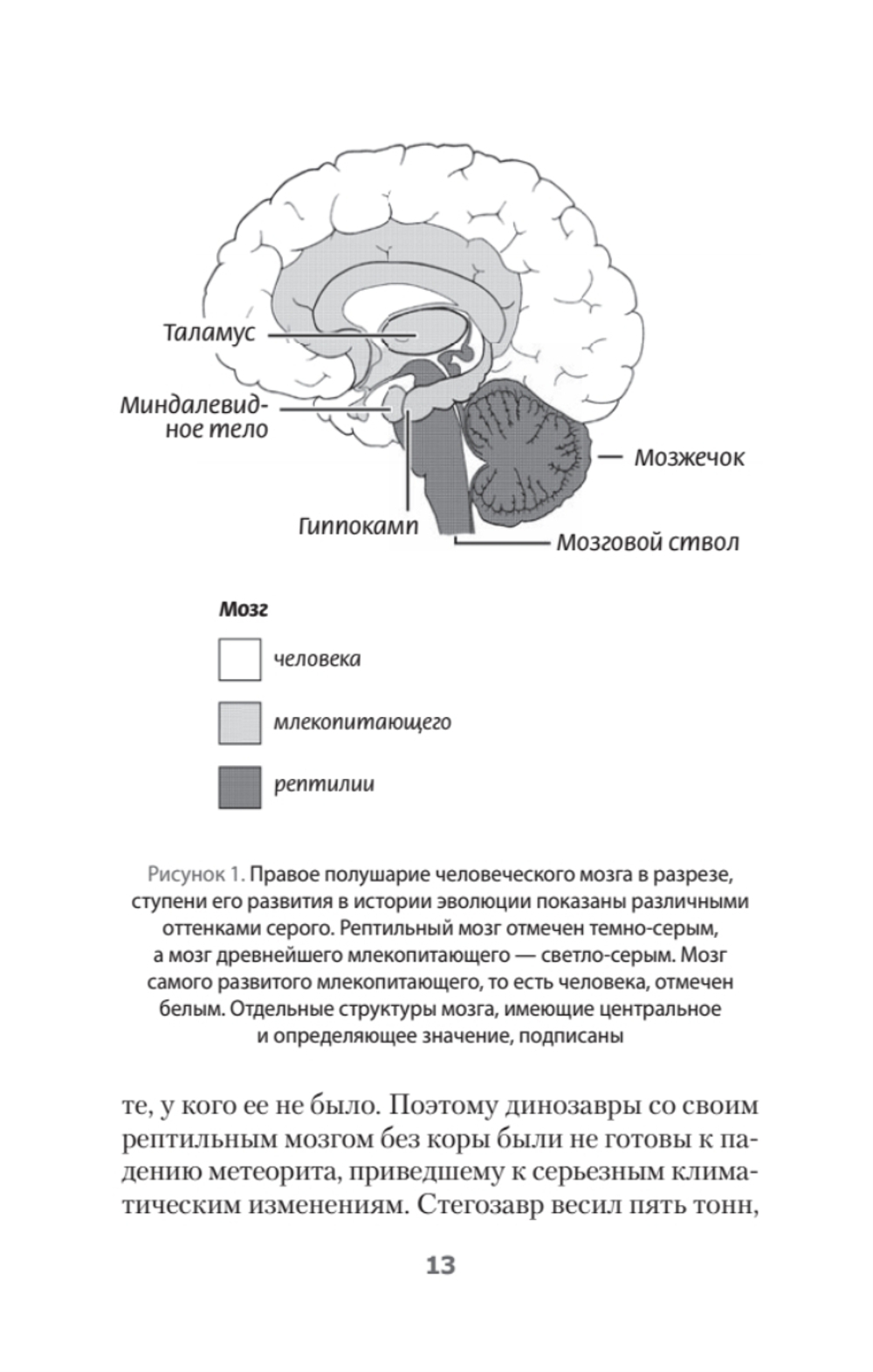 Мозг всемогущий. Путеводитель по самому незаменимому органу нашего тела (#экопокет)