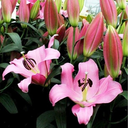 Лилия Грейсфул ОТ-гибрид 1шт