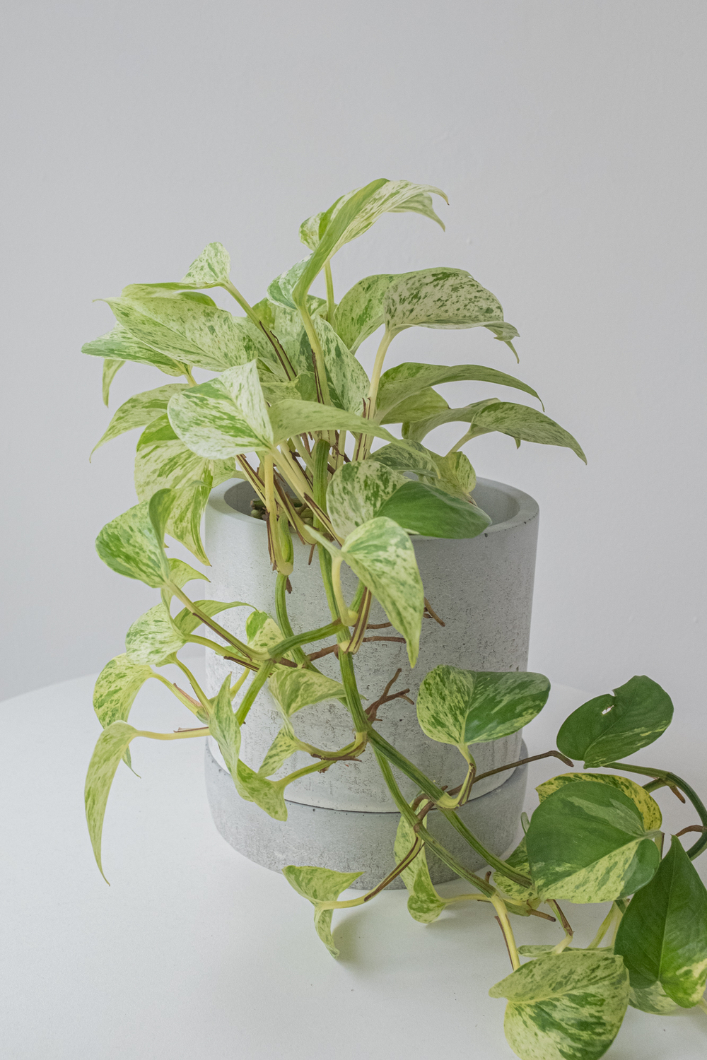 Купить эпипремнум вариегатный