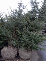 Ель колючая Глаука Мисти Блю (ком) 220-240