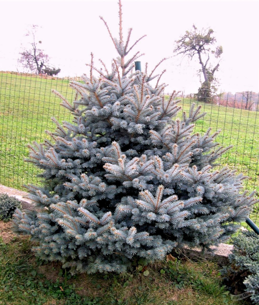 Ель Блю даймонд Закупка М35 наличие 2026