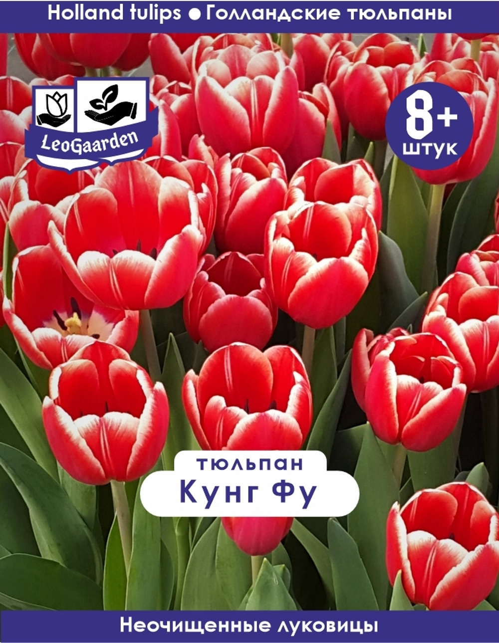 Тюльпан Луковица, Кунг Фу 8+ шт