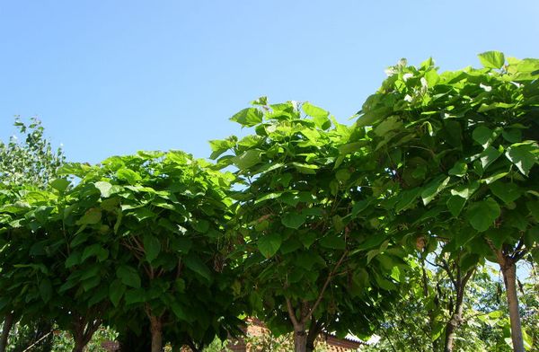 -30% на ВСЕ лиственные деревья