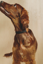 Ошейник "Пони-Макарони" Рыжий