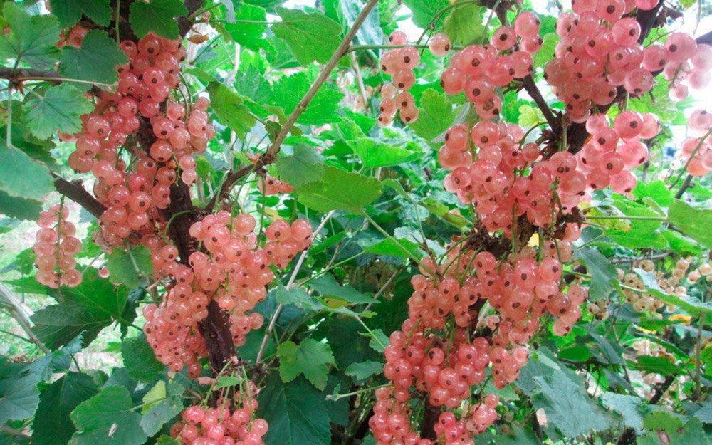 Красная смородина Голландская розовая