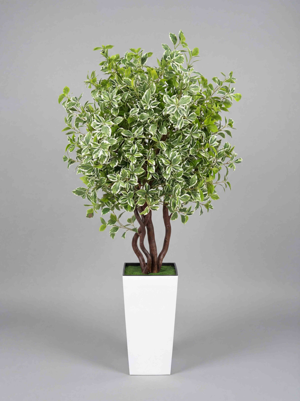 Бересклет пестрый 180см в высоком белом кашпо