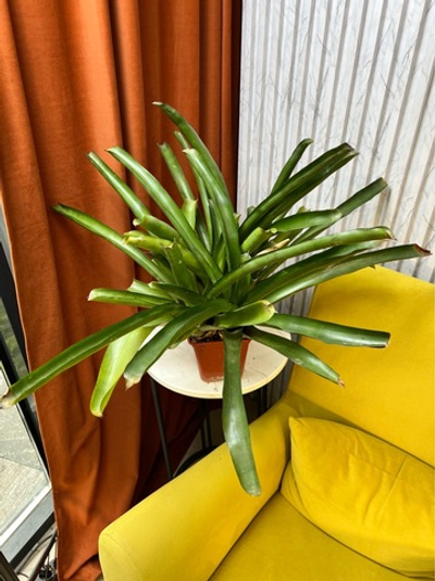 Бромелия, D13см Н40см, 1шт, Urban Jungle (7143)