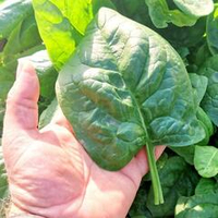 Истинный Рогатый Средневековый Шпинат из Древней Персии