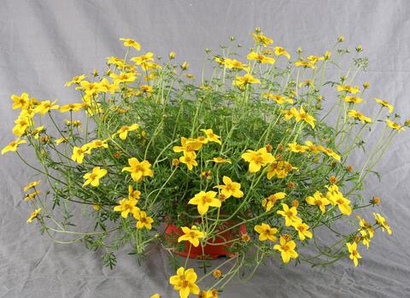 Биденс ЕВРО в наличии